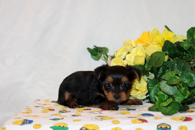 puppy, for, sale, Yorkshire Terrier, Matthew B. Stoltzfus, dog, breeder, Gap, PA, dog-breeder, puppy-for-sale, forsale, nearby, find, puppyfind, locator, puppylocator, aca